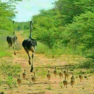 Meet your Posher, Mohammedyare